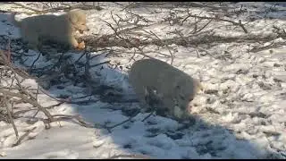 ВОЛНОВАХА. Пока парни заняты серьезным делом)