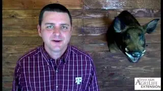 Part II: Urban Wild Pig Control
