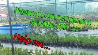 Новое пополнение малышей
