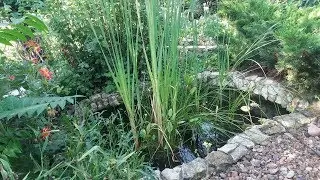 Pond in the country. Life in the pond.