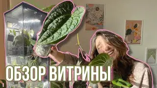 Обзор витрины с редкими растениями