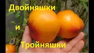 Двойняшки и Тройняшки. Томаты в обзоре!