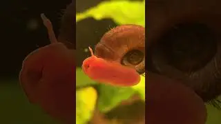Вот как ходит улитка катушка 😁 #аквариум #животные #природа