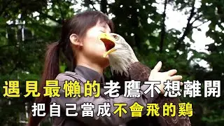Meet the laziest eagle, think of yourself as a chicken that can't fly, just want to be in the zoo a