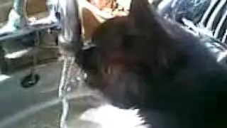 Pussy Licking
