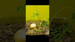 Growing A Carrot Seed In 69 Second Time Lapse Video 2022