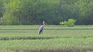 Yellow-billed Stork (Mycteria ibis) - Tendaba Mangrove Area (Gambia) 21-11-2024