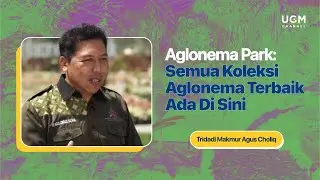 Aglonema Park: Semua Koleksi Aglonema Terbaik Ada Di Sini