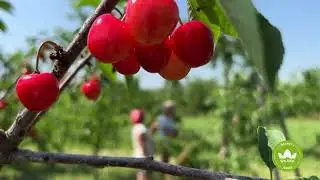 Фермерське господарство «Шировецькі сади»🍒