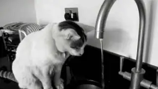 Adam's Ale.MOV