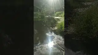 Тут много рыбы. 22 июля 2022 г.
