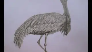 Crane drawing. Журавль-красавка рисунок
