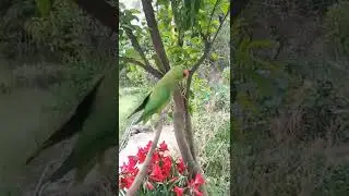 wild and an injured parrot