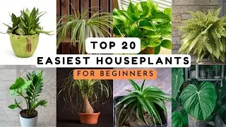 Top 20 Easiest Houseplants for Beginners