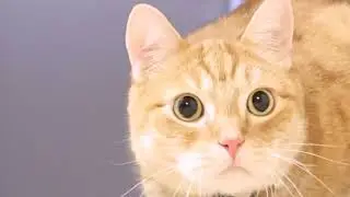 Cat Feeding Slow Motion