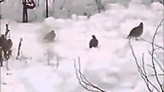 Тольятти КУРОПАТКИ 15-02-2016