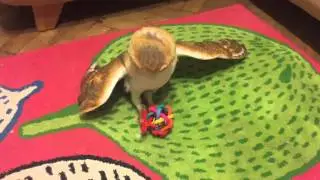 Сова Фидель! Сипуха! Owl! Сова играет!