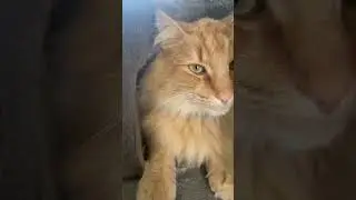 Aceitunillas verdes mi Simba #cat #gato #eyes #simba #bonito #beautiful #shorts #sigueme