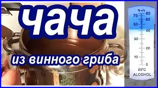 чача из винного гриба