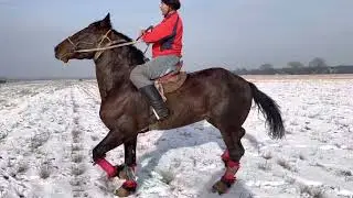 Beautiful Horse! Horses Running  #horse #horses #shorts
