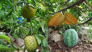 A Jamaican Backyard Tour. Sweet Journey 😋
