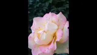 Концерт в день матери.