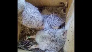 В этом году будет много сов, и больших, и маленьких