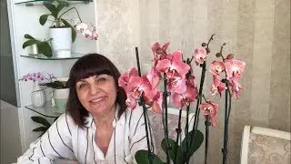Две новые орхидеи: роскошная Леко Фантастик и брассия Саммер Дрим. В тесноте, да не в обиде))))
