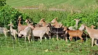 Golf Course Vid 7 Before eco herd in action