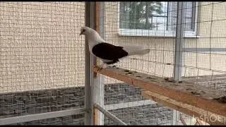 Краснодарские бойные бокатые.