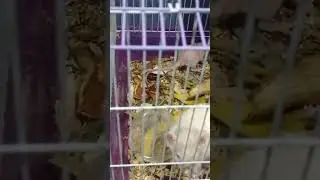 крысуличные крысульки