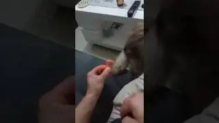 Dog play spinner
