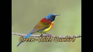 Green-Tailed Sunbird (Aethopyga Nipalensis)