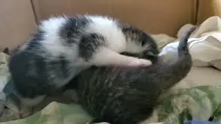 Larval Cats (no commentary)