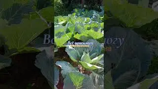 Не завязываются качены капусты