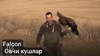 amerikalik ovchilar tog‘burguti blan ovda/%FALCONERuzb🇺🇿🦅