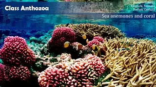 Class Anthozoa: The Flower Animals