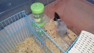 Farelerin çiftleşmesi ( Rat Faresi )