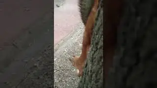 Белка спрятала орех / The squirrel hid the nut