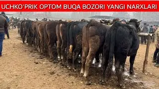 Eng arzon bozor UCHKO'PRIK CHORVA BOZORI