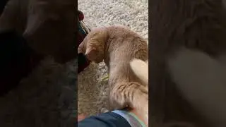 My Cat Moves in With Me