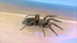 Scotophaeus sp.
