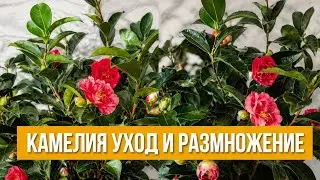 Камелия уход в домашних условиях. Камелия размножение черенками .