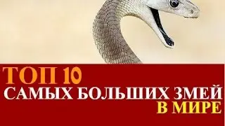 Топ 10 самых длинных змей