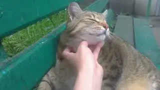 Chatting with thick Fat Cat