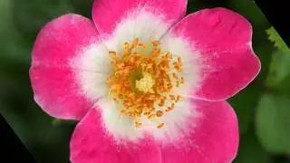 Ernesto Cortazar ***** A New Day.....with roses
