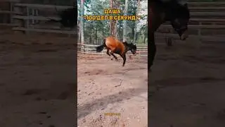 ⚡Деловая дама🤪 не пропускайте новости в тг - @eqvirey