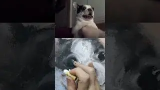 очаровашка 🐶