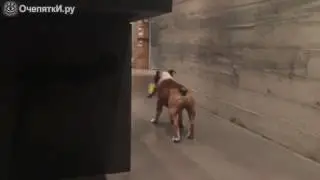 Бульдожья лунная походка