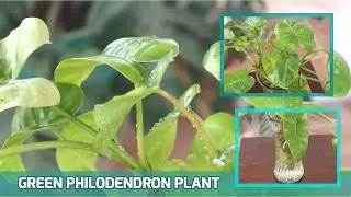 EPISODE 24 THE BEST WAY TO GROW GREEN PHILODENDRON PLANT IN WATER